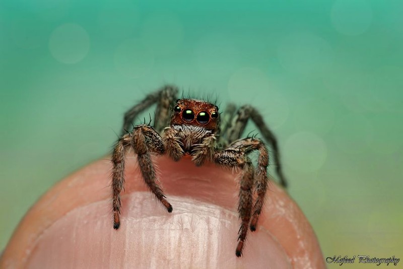 serangga di bawah kamera makro