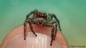 Untuk mengambil foto hewan-hewan ini, Shalwa harus menjelajahi lebih dari tujuh hutan di seluruh dunia. Foto: Mofeed Abu Shalwa via Bored Panda