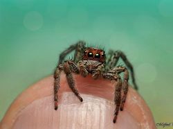 Bukan Alien, Ini Wajah Serangga yang Ditangkap dengan Kamera Makro