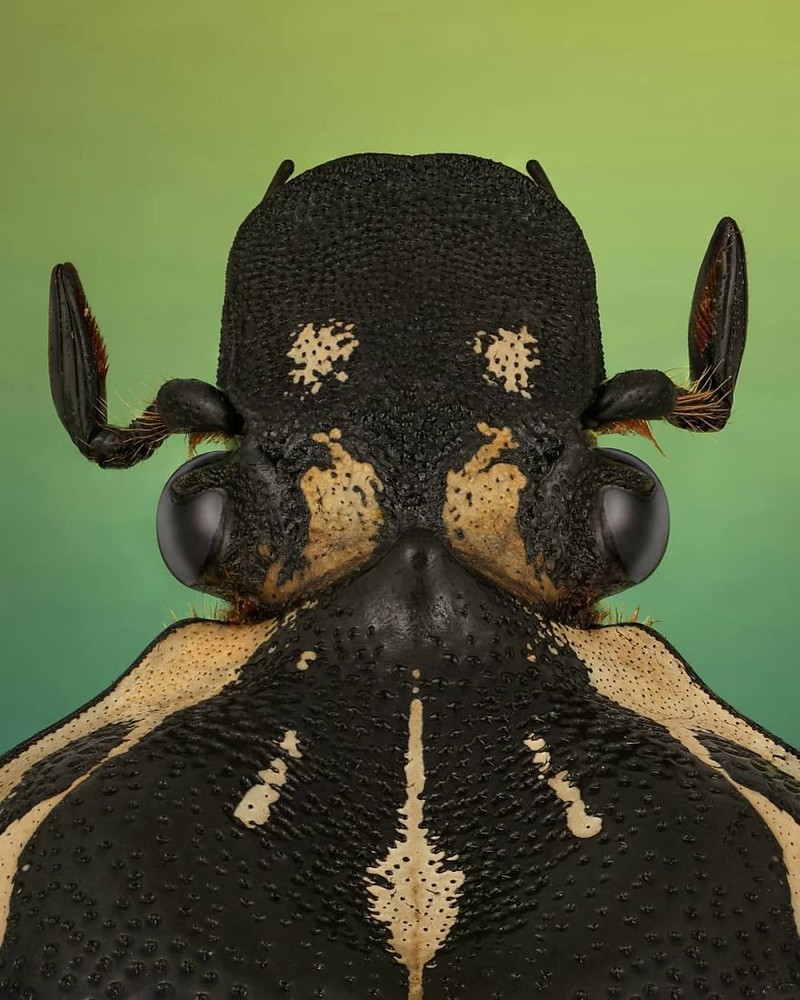 serangga di bawah kamera makro