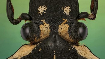 Shalwa mulai terjun ke dunia fotografi pada tahun 2010. Foto: Mofeed Abu Shalwa via Bored Panda