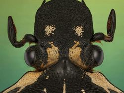 Bukan Alien, Ini Wajah Serangga yang Ditangkap dengan Kamera Makro