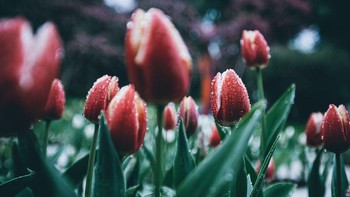 Musim semi diketahui menjadi waktu berbagai bunga mulai kembali bermekaran setelah musim dingin usai. Seperti halnya bunga tulip yang bermekaran di salah satu taman yang berada di Buenos Aires, Argentina ini. Istimewa/Dok. Boredpanda/Agora/@regulogomez.