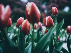 Deretan Foto Keindahan Musim Semi yang Memanjakan Mata