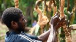 Foto: Tradisi Lompat Kematian Menuju Kedewasaan Pria Vanuatu