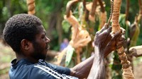 Kaki si pria akan diikat dengan akar yang panjangnya akan disesuaikan dengan tinggi badan. (Ian Lloyd Neubauer/CNN)