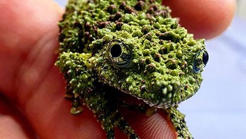 Ada banyak hewan berwarna aneh di alam, yang tidak dapat dengan mudah dilihat oleh sembarang orang. Foto: A Tree Frog Collective via Bored Panda