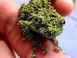 Geli Tapi Keren, Potret Katak yang Jago Menyamar