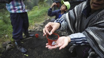 Nubia Rocio Gaona menunjukkan bagaimana cara menanam bibit di kebun kecilnya yang berada di kawasan Chipaque, Kolombia.