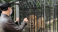 Di sisi lain, mereka tetap harus memberi makan dan mengeluarkan biaya operasional serta menggaji karyawan untuk membuat hewan di sana tetap hidup dan lestari.