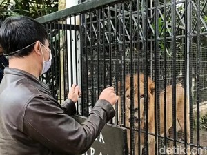 Pemda Sumbang Rp 50 Juta untuk Pakan Hewan di Taman Satwa Cikembulan Garut