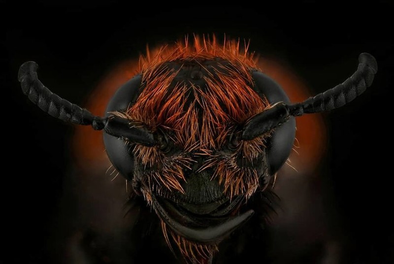 serangga di bawah kamera makro