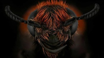 Banyak hal yang tidak bisa dilihat dengan mata telanjang, termasuk dunia serangga. Foto: Mofeed Abu Shalwa via Bored Panda