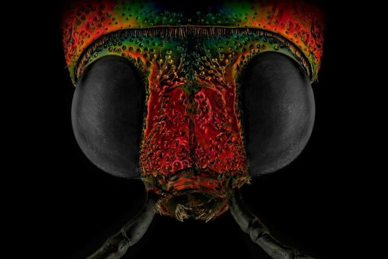 serangga di bawah kamera makro