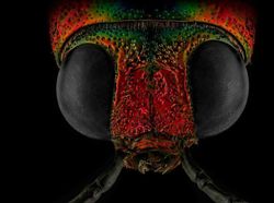 Bukan Alien, Ini Wajah Serangga yang Ditangkap dengan Kamera Makro