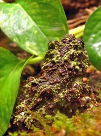 kodok nyamar