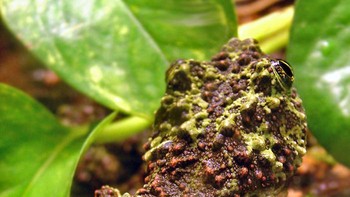 Habitat alami mereka terutama adalah hutan hujan hijau dan hutan subtropis di seluruh Asia selatan. Foto: A Tree Frog Collective via Bored Panda