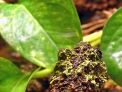 Geli Tapi Keren, Potret Katak yang Jago Menyamar