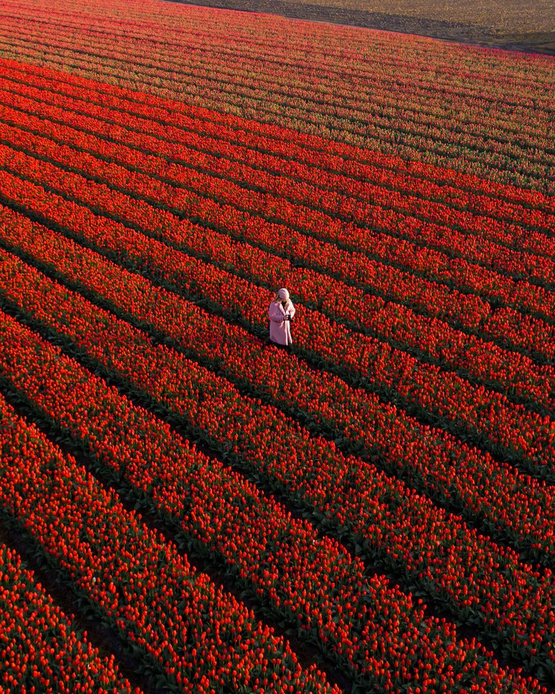 Musim semi kerap dinanti oleh sejumlah orang. Pasalnya di musim itu bunga-bunga bermekaran dengan beragam warna yang memesona. Berikut fotonya.