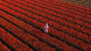 Seorang pengunjung sedang memotret bunga-bunga yang sedang bermekaran di kebun bunga tulip yang berada di kawasan Noordwijkerhout, Belanda. Istimewa/Dok. Boredpanda/Agora/@michelle.wandering.  