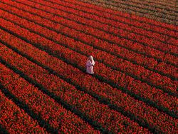 Deretan Foto Keindahan Musim Semi yang Memanjakan Mata