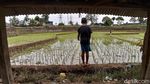 Asyiknya Anak-anak di Sumedang Ngabuburit dengan Memancing Belut