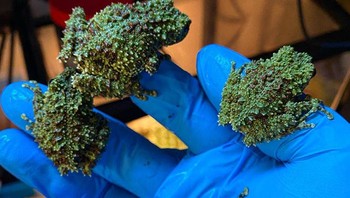 Dengan berkamuflase, seekor hewan bisa luput dari penglihatan pemangsa atau pemburu. Foto: A Tree Frog Collective via Bored Panda