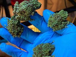 Geli Tapi Keren, Potret Katak yang Jago Menyamar