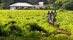 Foto: Tradisi Lompat Kematian Menuju Kedewasaan Pria Vanuatu