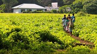 Pulau Pentecost di Vanuatu punya tradisi ini bisa dibilang kegiatan esktrem, Nagol. (Ian Lloyd Neubauer/CNN)