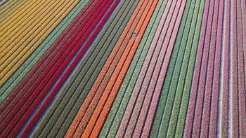 Kebun bunga tulip berbagai warna bermekaran di kawasan Noordoostpolder, Belanda. Istimewa/Dok. Boredpanda/Agora/@erwindoorn.