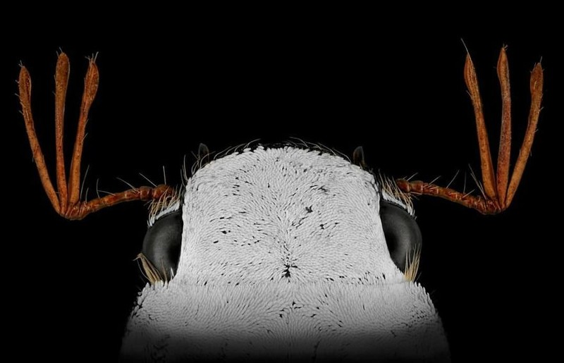 serangga di bawah kamera makro