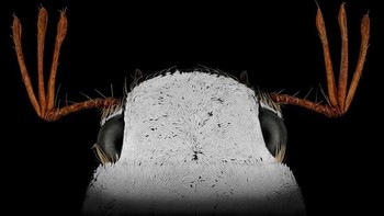 Alasannya menarik, karena ia awalnya memiliki fobia terhadap serangga. Foto: Mofeed Abu Shalwa via Bored Panda