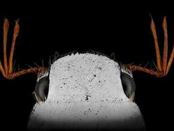 Bukan Alien, Ini Wajah Serangga yang Ditangkap dengan Kamera Makro