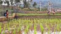 Memancing belut di sungai menjadi rekreasi sederhana yang bisa dilakukan untuk menghapus kebosanan atau kejenuhan di rumah saat pandemi COVID-19 dan juga mengisi waktu luang menjelang buka puasa.