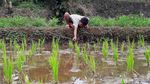 Asyiknya Anak-anak di Sumedang Ngabuburit dengan Memancing Belut