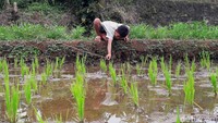 Untuk dapat memancing belut, anak-anak itu harus menggerakan kail yang sudah di kaitkan cacing, sehingga si belut melihat seolah olah cacing tersebut bergerak.