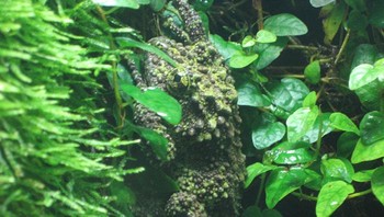  Spesies katak ini diberi nama sesuai dengan penampilannya. Foto: A Tree Frog Collective via Bored Panda