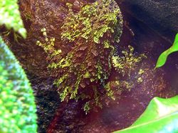 Geli Tapi Keren, Potret Katak yang Jago Menyamar