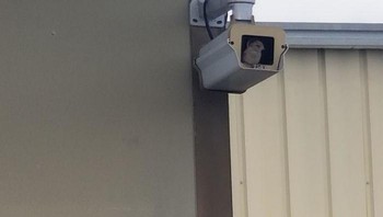 Pengawas CCTV sering bilang kalau pandangan kamera kabur dan bergaris coklat. Ternyata CCTV-nya jadi rumah burung. Foto: via Bored Panda