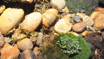 Selain kulit mereka yang unik, katak berlumut Vietnam dapat dikenali dari bantalan lengket besar di jari kakinya dan perutnya yang lembut untuk membantu katak mudah bergerak di lingkungannya. Foto: A Tree Frog Collective via Bored Panda