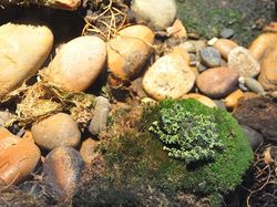 Geli Tapi Keren, Potret Katak yang Jago Menyamar