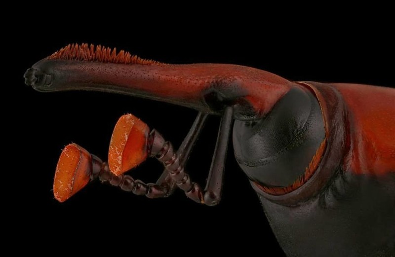 serangga di bawah kamera makro