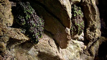 Hewan ini adalah salah satu ahli menyamar yang unik! Foto: A Tree Frog Collective via Bored Panda