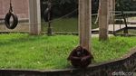 Bertandang ke Taman Satwa Garut yang Kini Sepi Gegara Pandemi