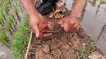 Asyiknya Anak-anak di Sumedang Ngabuburit dengan Memancing Belut