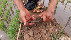 Asyiknya Anak-anak di Sumedang Ngabuburit dengan Memancing Belut