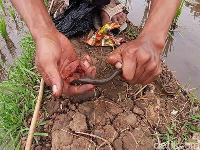 Asyiknya Anak-anak di Sumedang Ngabuburit dengan Memancing Belut