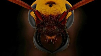 Mulai dari hutan di Austria, Amazon hingga Malaysia. Foto: Mofeed Abu Shalwa via Bored Panda