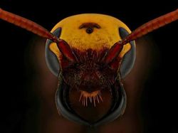 Bukan Alien, Ini Wajah Serangga yang Ditangkap dengan Kamera Makro